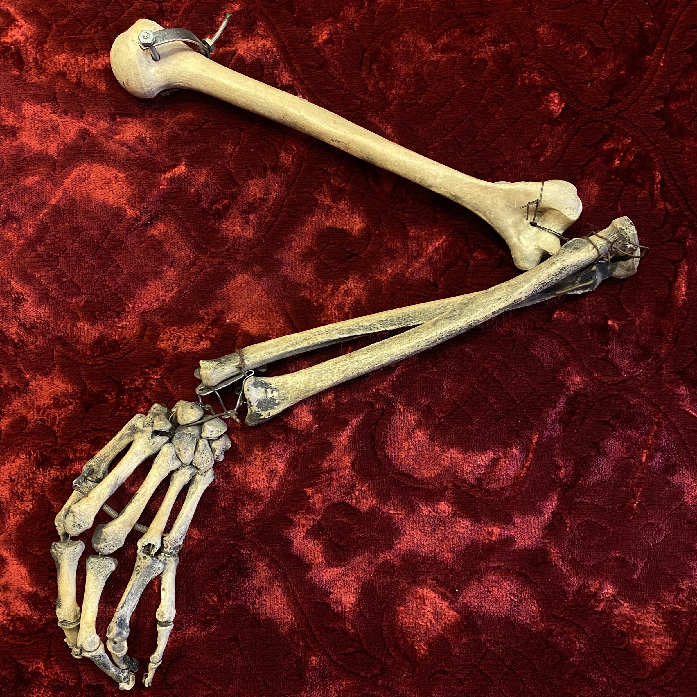 real skeleton hand and arm