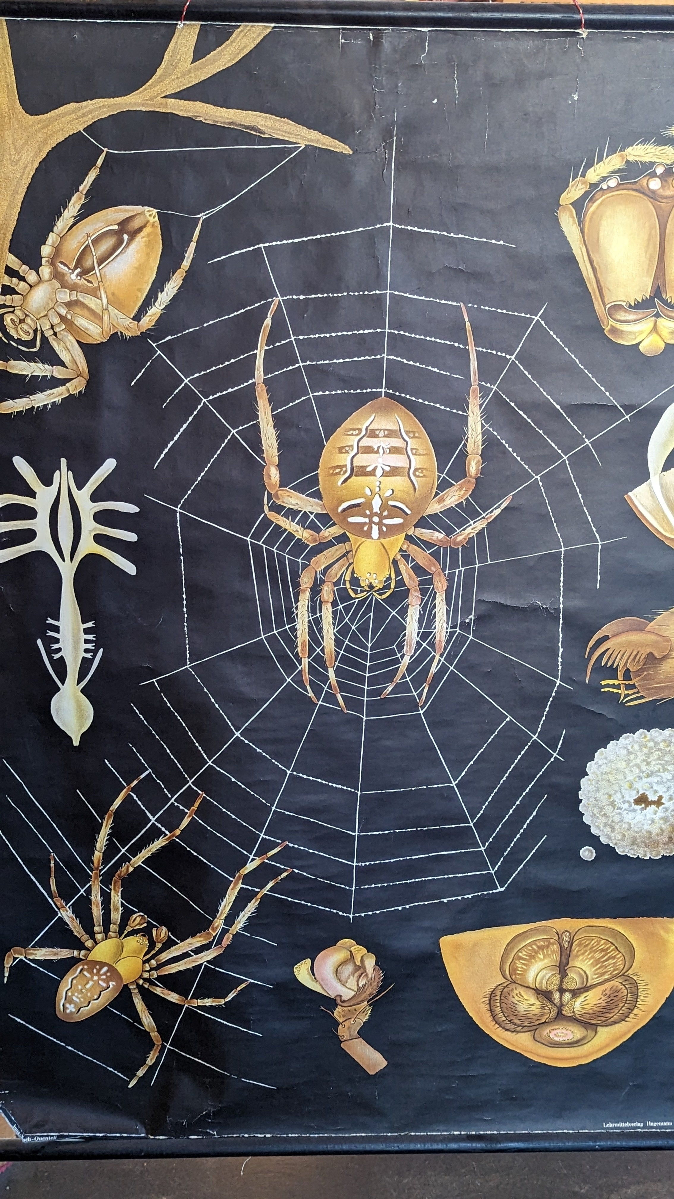 Revealed The Amazing Anatomy Of A Spider And Its Lack Of Spine - dfras6f
